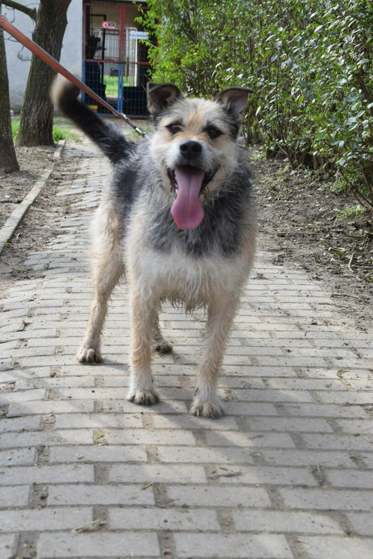 Bild 2: Capone ist ein lieber, netter Hund, der auf sein Zuhause wartet.