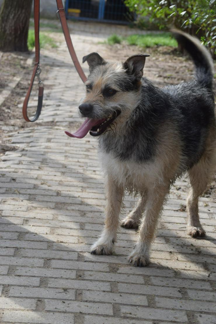 Bild 5: Capone ist ein lieber, netter Hund, der auf sein Zuhause wartet.