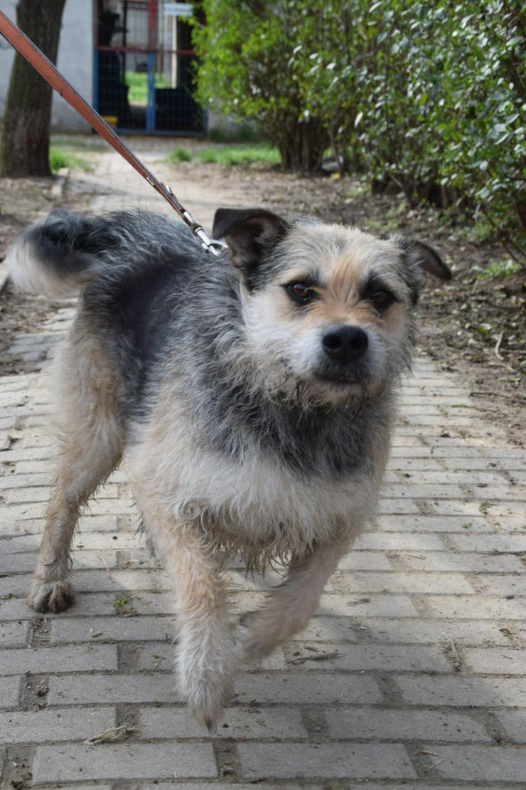 Bild 3: Capone ist ein lieber, netter Hund, der auf sein Zuhause wartet.