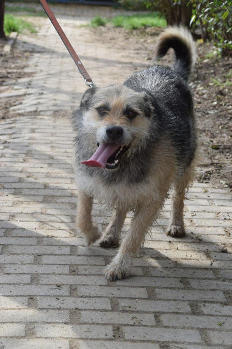 Bild 6: Capone ist ein lieber, netter Hund, der auf sein Zuhause wartet.