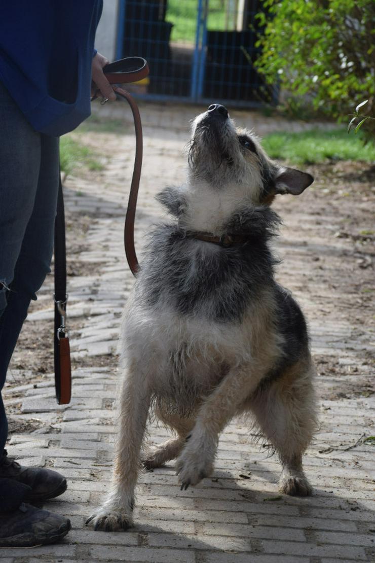 Bild 4: Capone ist ein lieber, netter Hund, der auf sein Zuhause wartet.