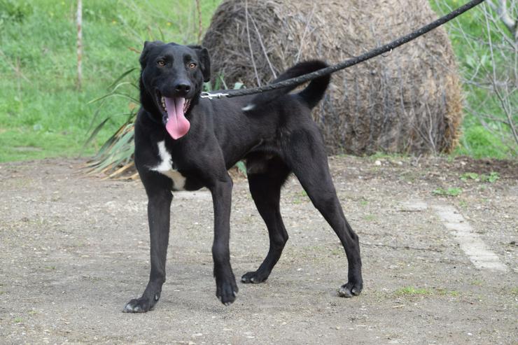 Bild 2: Lacy, ein netter junger Rüde, sucht ein liebevolles Zuhause.