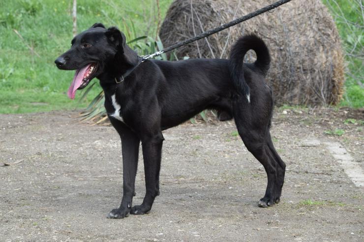 Bild 8: Lacy, ein netter junger Rüde, sucht ein liebevolles Zuhause.