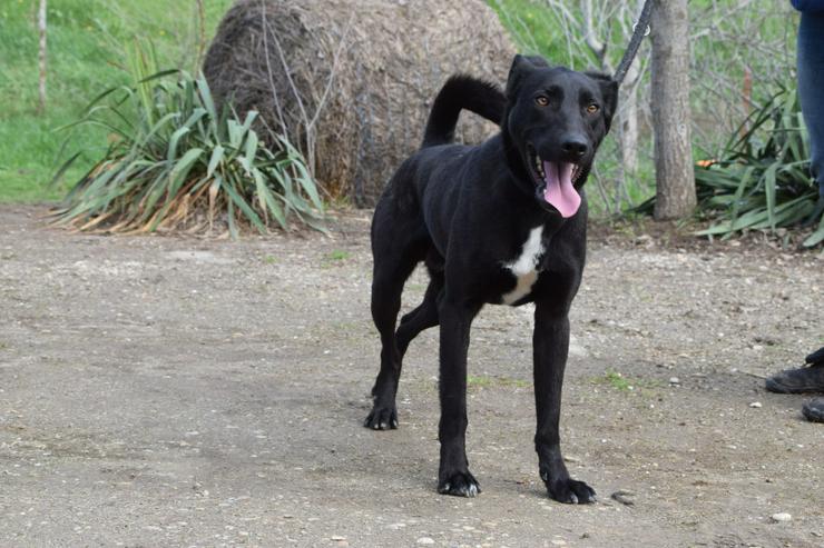 Bild 6: Lacy, ein netter junger Rüde, sucht ein liebevolles Zuhause.
