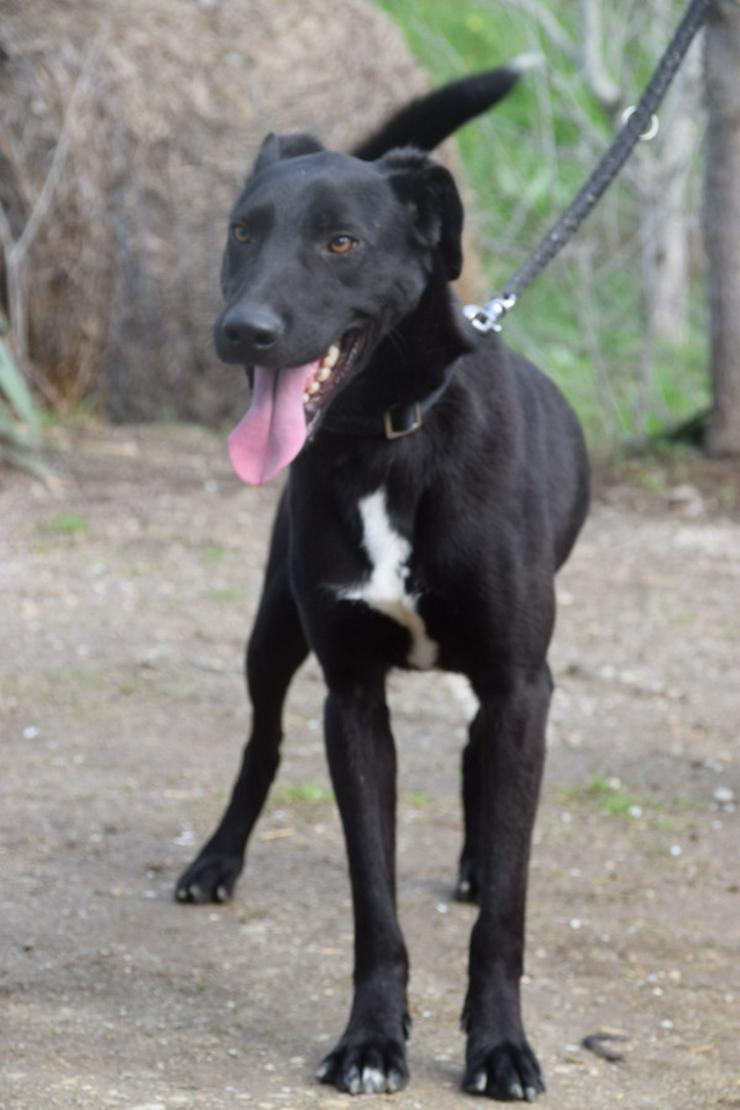 Bild 7: Lacy, ein netter junger Rüde, sucht ein liebevolles Zuhause.