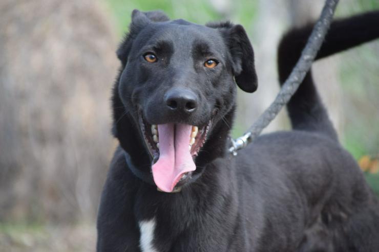 Bild 4: Lacy, ein netter junger Rüde, sucht ein liebevolles Zuhause.