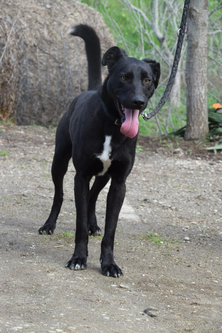 Bild 5: Lacy, ein netter junger Rüde, sucht ein liebevolles Zuhause.