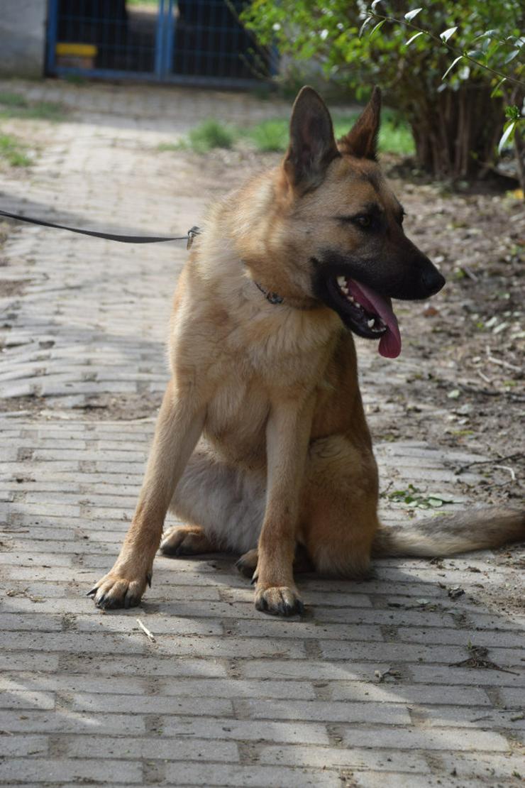 Bild 2: Amy ist eine nette Malinois-Mix-Hündin, die ein Zuhause sucht.