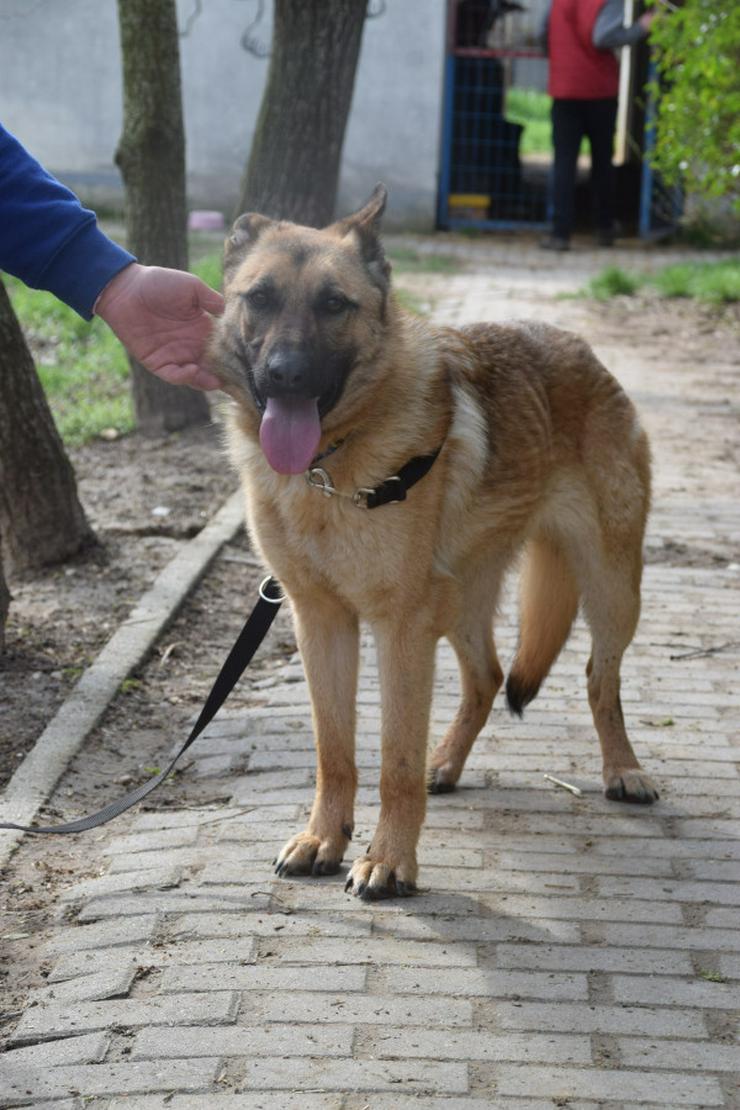Bild 5: Amy ist eine nette Malinois-Mix-Hündin, die ein Zuhause sucht.