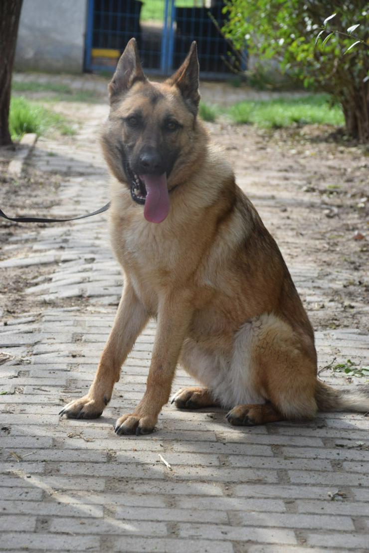 Amy ist eine nette Malinois-Mix-Hündin, die ein Zuhause sucht.