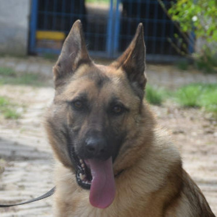 Bild 8: Amy ist eine nette Malinois-Mix-Hündin, die ein Zuhause sucht.