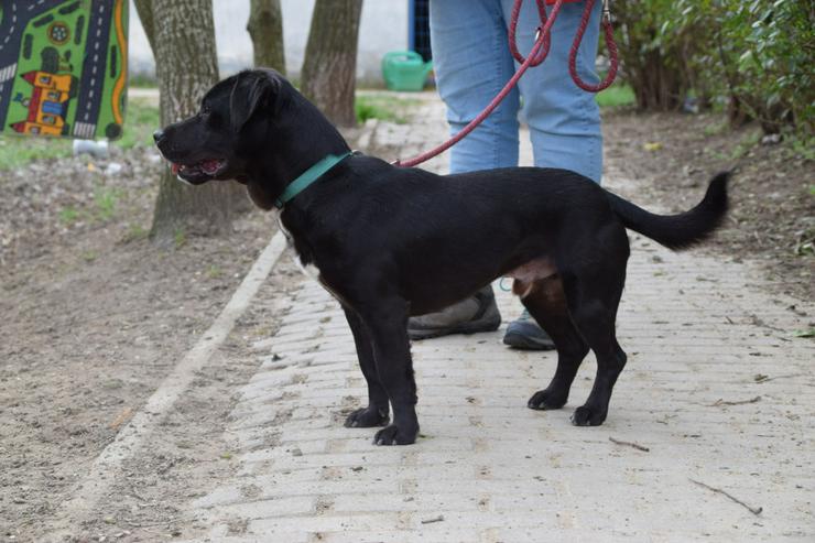 Bild 4: Plum ist ein lebhafter und freundlicher Mischlingshund.