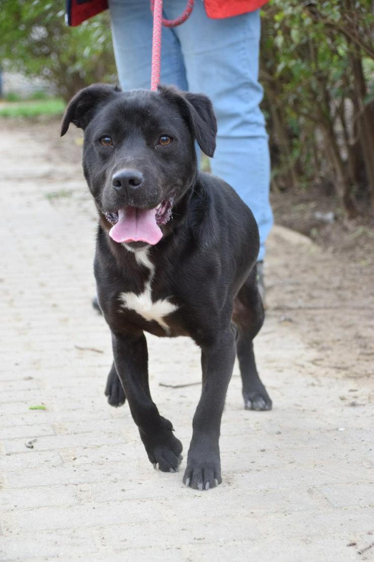 Bild 7: Plum ist ein lebhafter und freundlicher Mischlingshund.