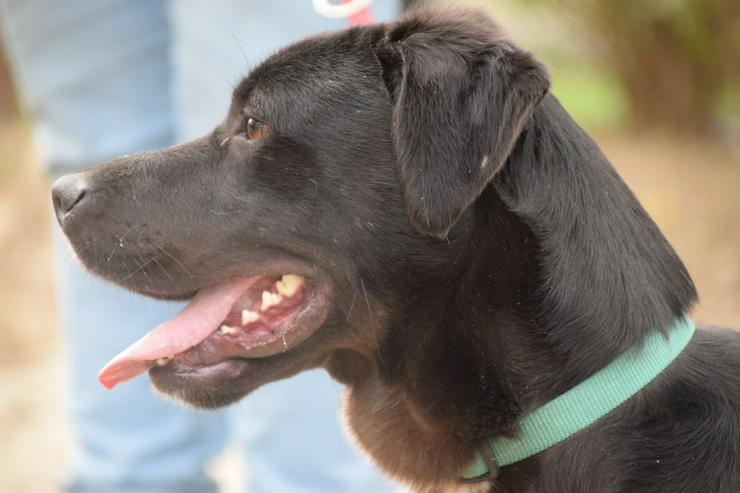 Bild 5: Plum ist ein lebhafter und freundlicher Mischlingshund.