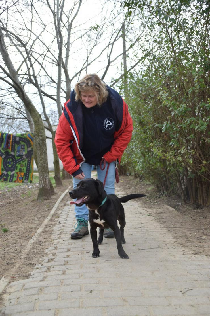 Bild 8: Plum ist ein lebhafter und freundlicher Mischlingshund.