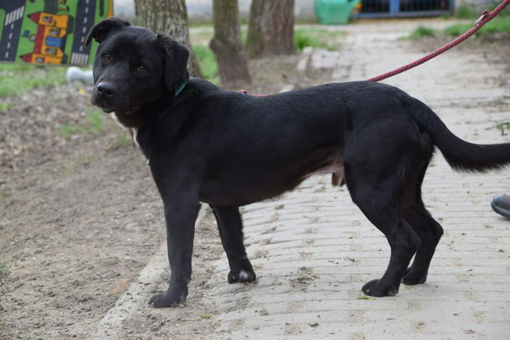 Plum ist ein lebhafter und freundlicher Mischlingshund.