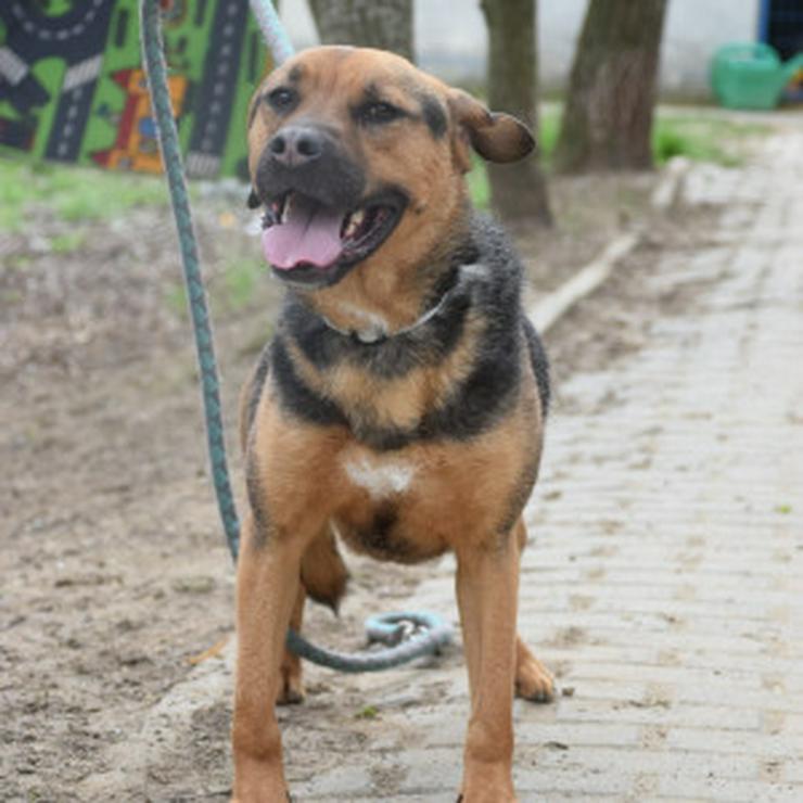 Bild 9: Persil sucht ein schönes Zuhause.