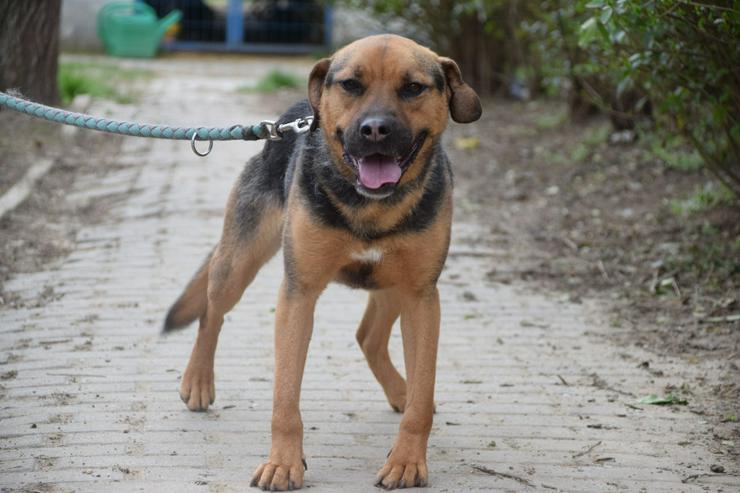 Bild 3: Persil sucht ein schönes Zuhause.