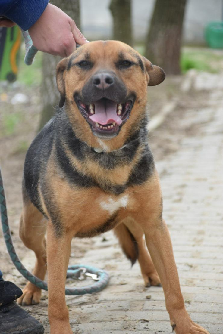 Bild 6: Persil sucht ein schönes Zuhause.