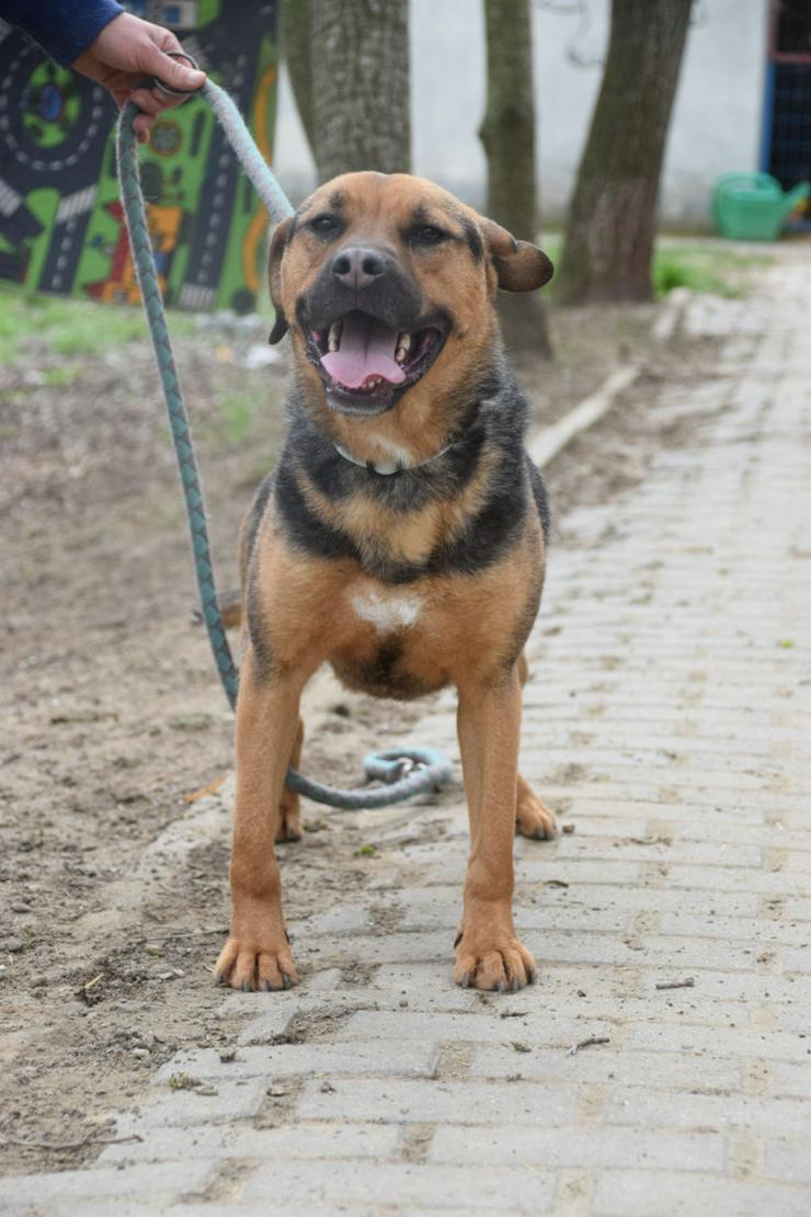 Bild 5: Persil sucht ein schönes Zuhause.