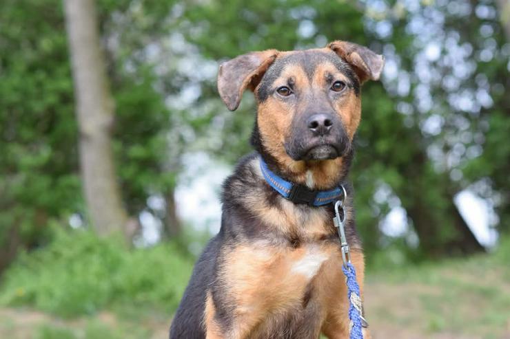 Persil sucht ein schönes Zuhause.