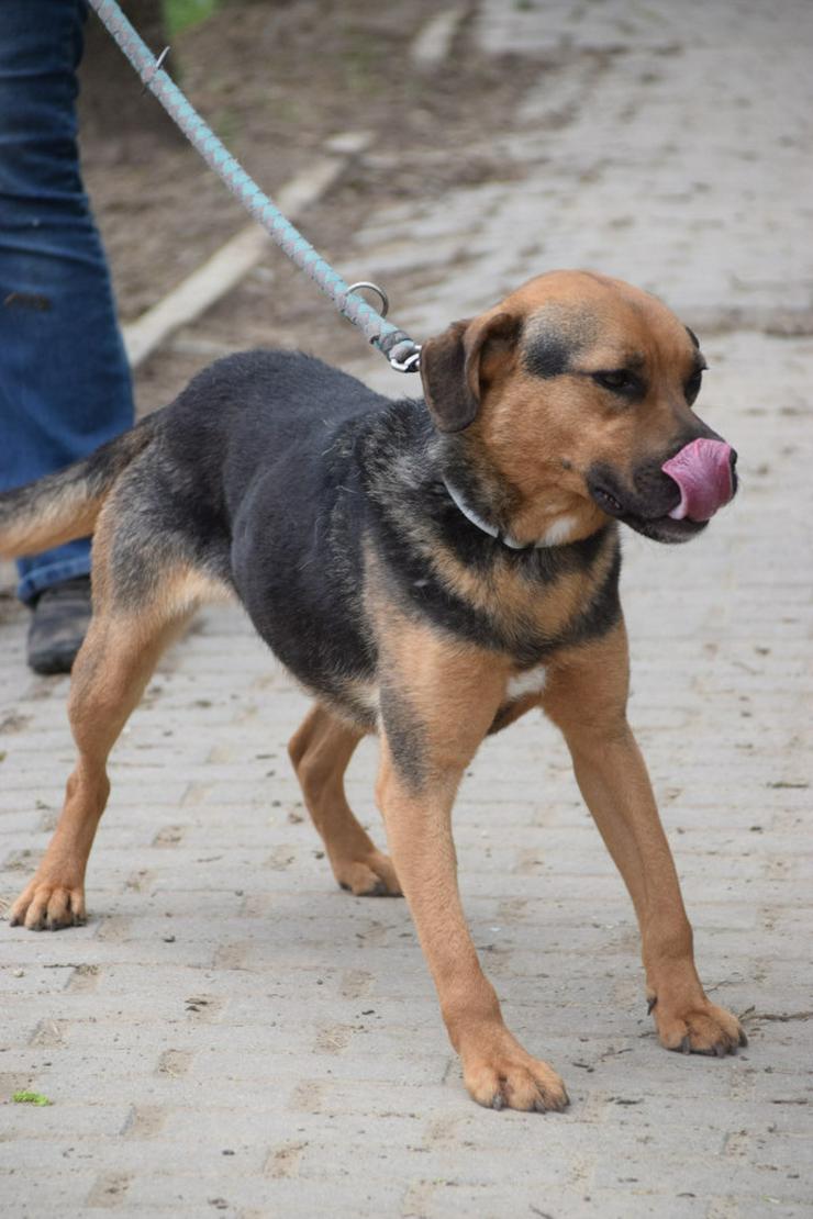 Bild 4: Persil sucht ein schönes Zuhause.