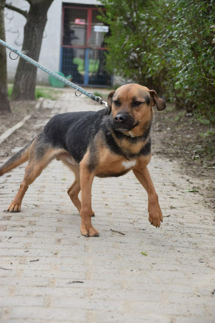 Bild 7: Persil sucht ein schönes Zuhause.