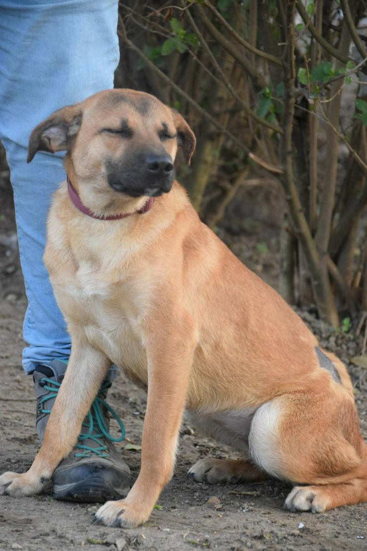 Bild 8: Nady sucht ein fürsorgliches neues Zuhause.