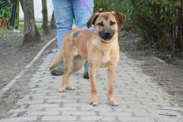 Bild 4: Nady sucht ein fürsorgliches neues Zuhause.