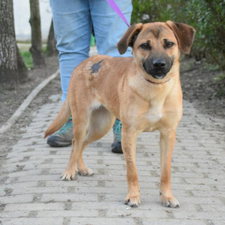 Bild 11: Nady sucht ein fürsorgliches neues Zuhause.