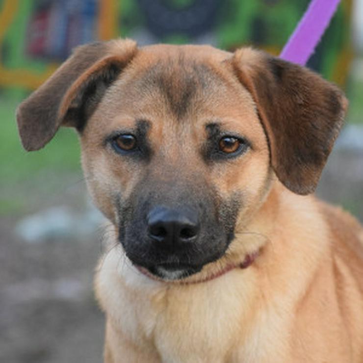 Bild 10: Nady sucht ein fürsorgliches neues Zuhause.