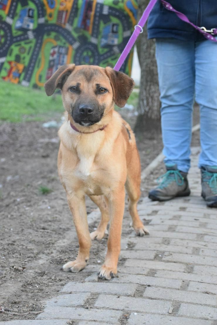 Bild 2: Nady sucht ein fürsorgliches neues Zuhause.