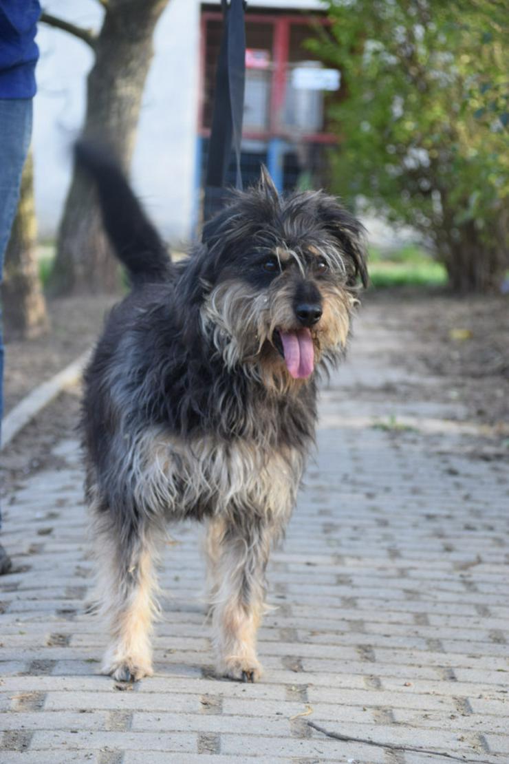 Bild 5: Timmy ist ein netter Mischlingsrüde.