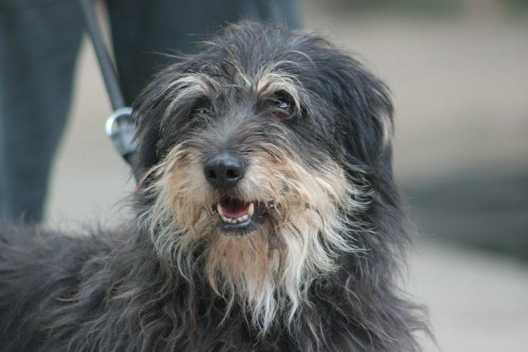 Bild 2: Timmy ist ein netter Mischlingsrüde.