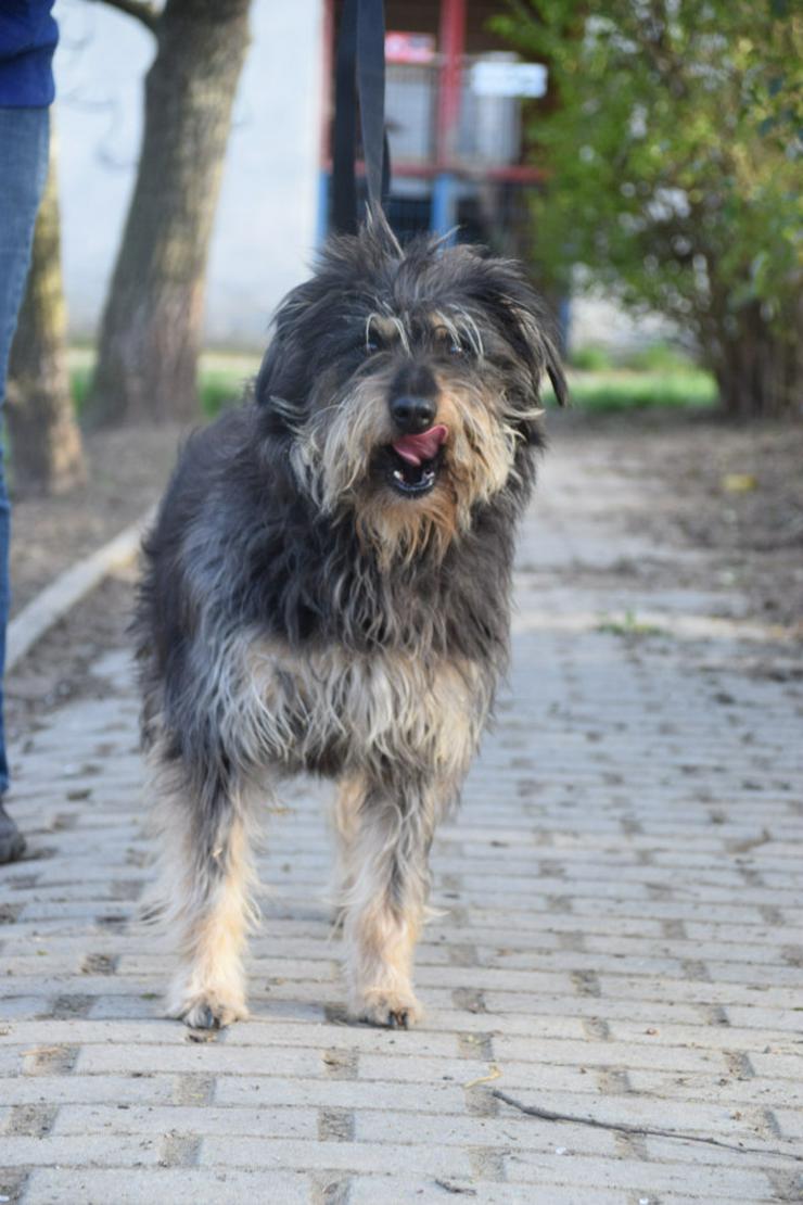 Bild 6: Timmy ist ein netter Mischlingsrüde.