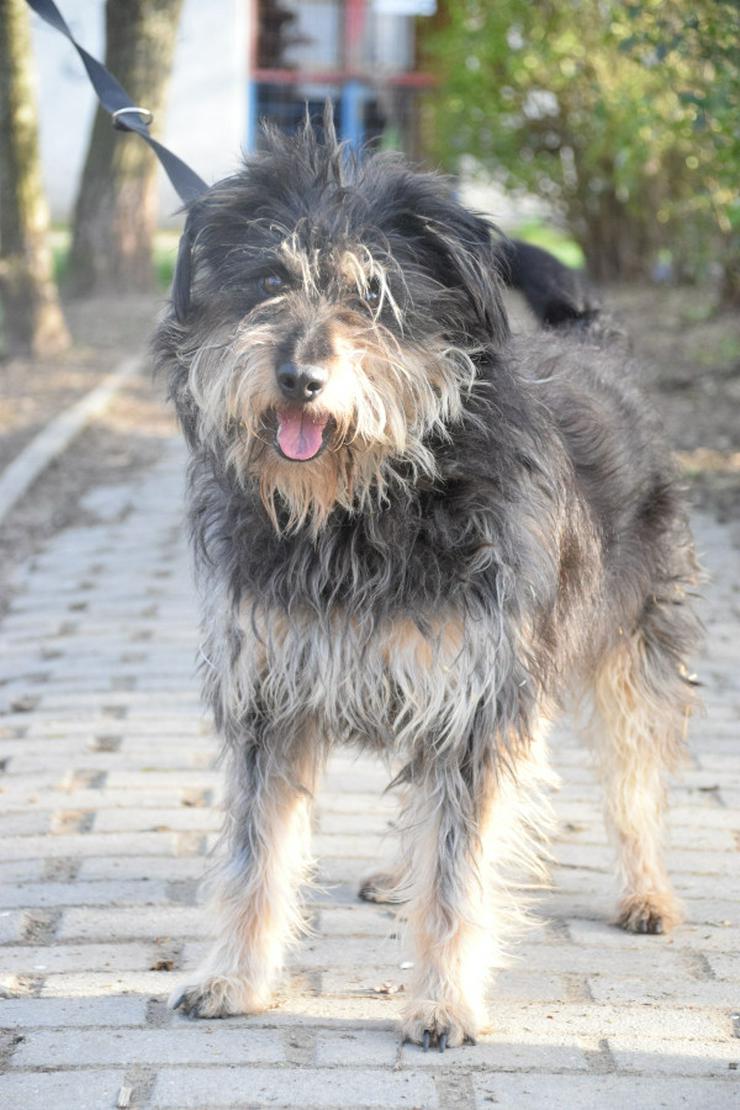 Bild 3: Timmy ist ein netter Mischlingsrüde.