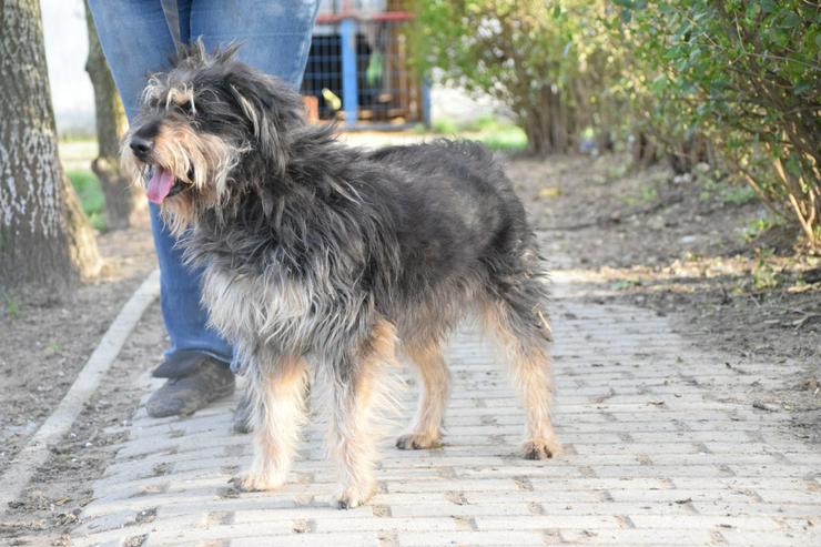 Bild 4: Timmy ist ein netter Mischlingsrüde.