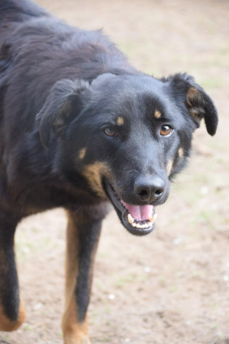 Bild 2: Clyde ist ein liebenswerter Hund, der auf ein endgültiges Zuhause wartet.