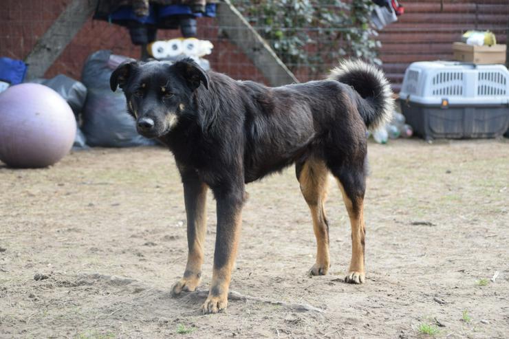 Bild 4: Clyde ist ein liebenswerter Hund, der auf ein endgültiges Zuhause wartet.