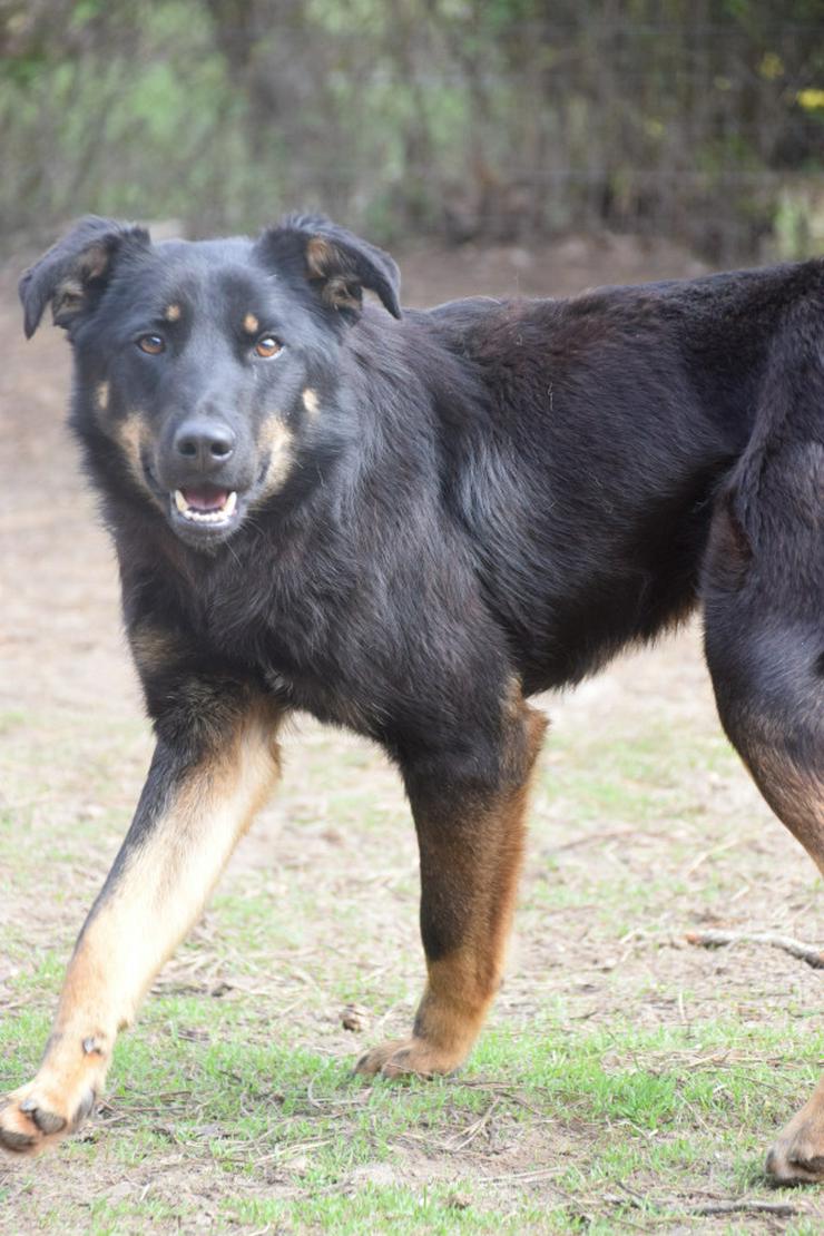 Clyde ist ein liebenswerter Hund, der auf ein endgültiges Zuhause wartet.