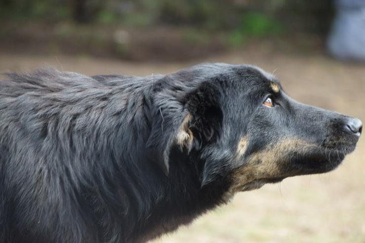Bild 6: Clyde ist ein liebenswerter Hund, der auf ein endgültiges Zuhause wartet.