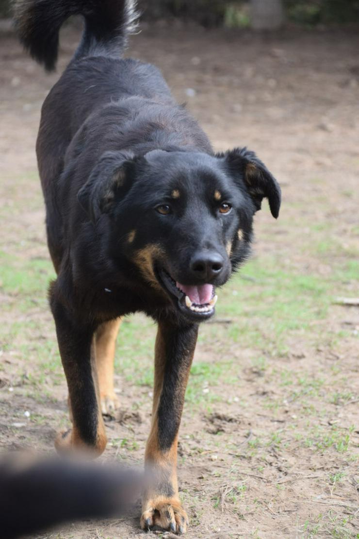 Bild 5: Clyde ist ein liebenswerter Hund, der auf ein endgültiges Zuhause wartet.