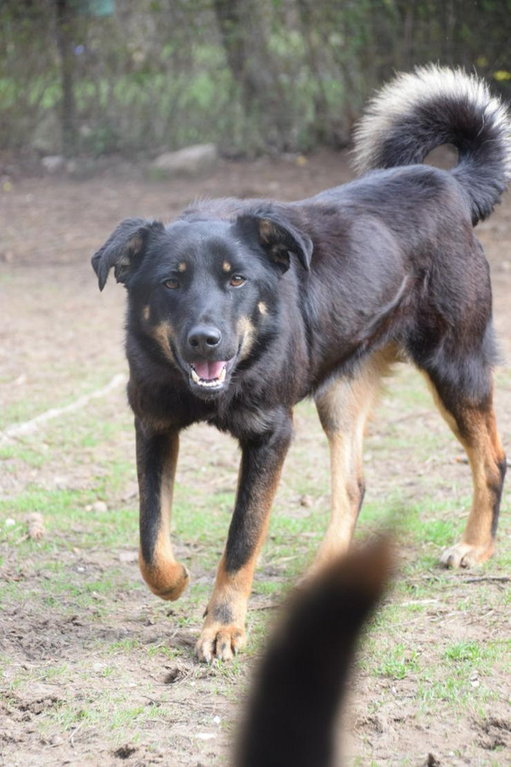 Bild 3: Clyde ist ein liebenswerter Hund, der auf ein endgültiges Zuhause wartet.