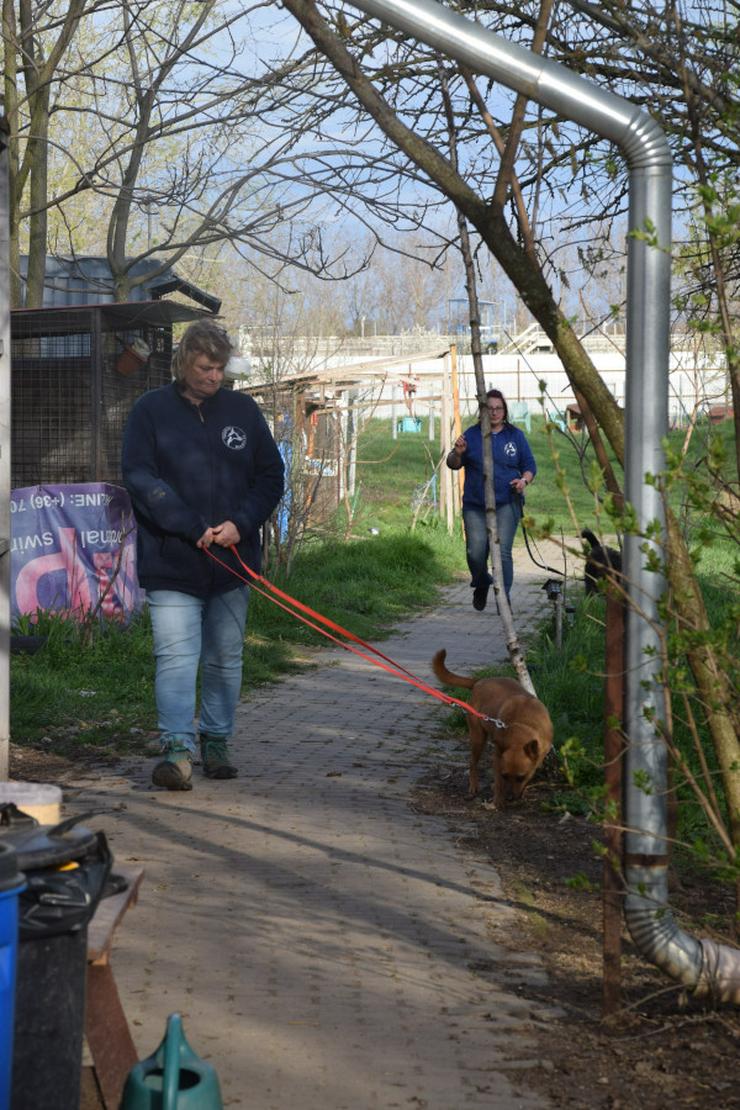 Bild 2: Kesu ist eine sehr nette und sehr aktive Mischlingshündin.