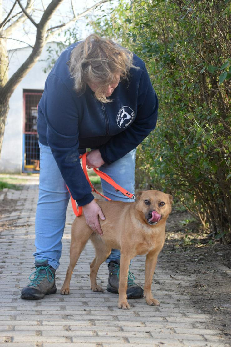 Bild 4: Kesu ist eine sehr nette und sehr aktive Mischlingshündin.