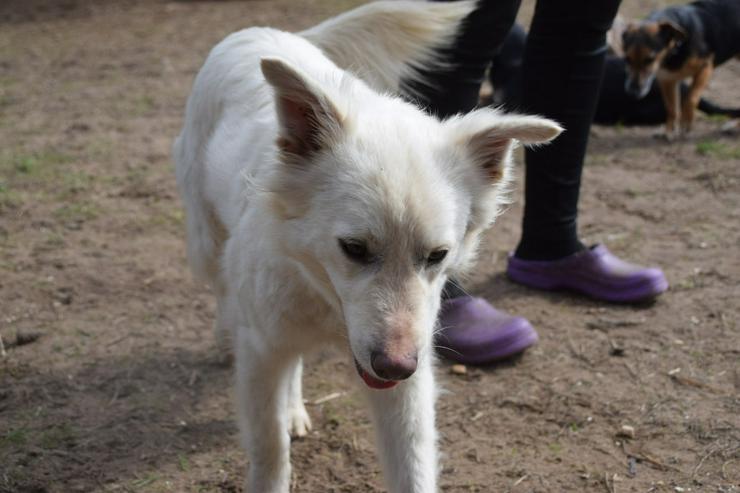 Bild 6: Caruso ist ein lieber, neugieriger Hundejunge.