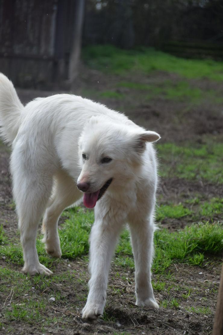 Bild 5: Caruso ist ein lieber, neugieriger Hundejunge.