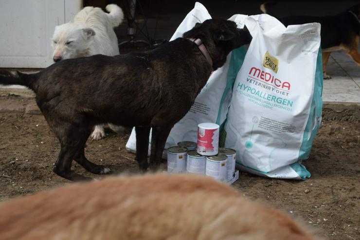 Bild 9: Kotangens ist eine ruhige und unauffällige Hundedame.
