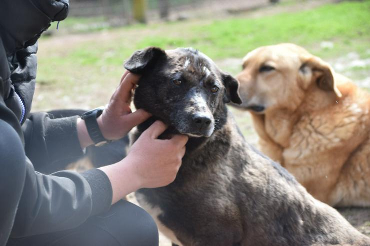 Bild 8: Kotangens ist eine ruhige und unauffällige Hundedame.