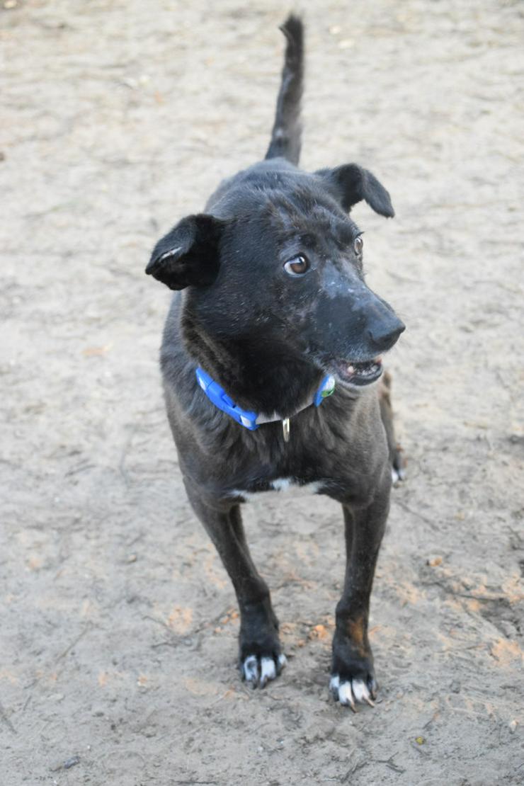 Bild 7: Kotangens ist eine ruhige und unauffällige Hundedame.